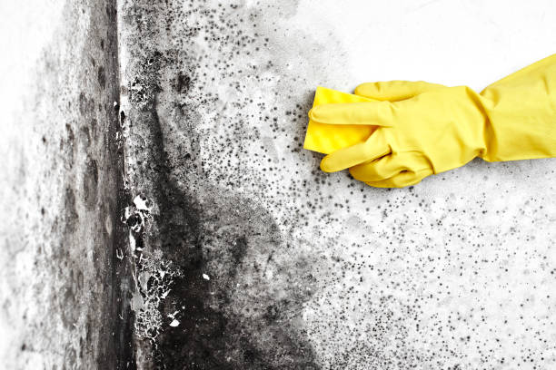 Best Environmental Consulting for Mold Prevention  in Centerville, UT