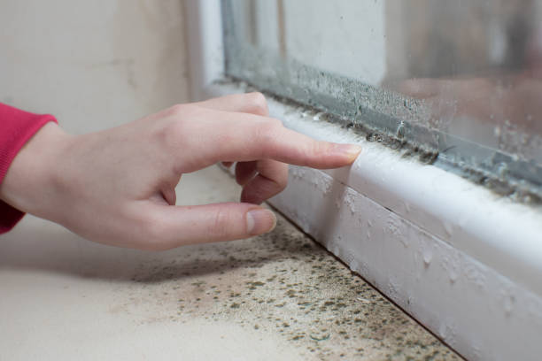 Best Mold Odor Removal Services  in Centerville, UT