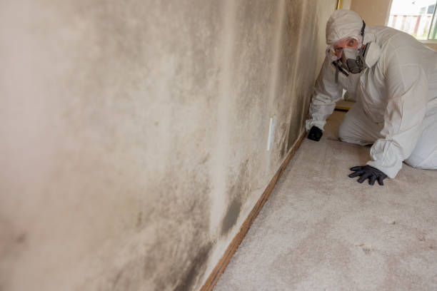 Best Post-Construction Mold Inspection  in Centerville, UT